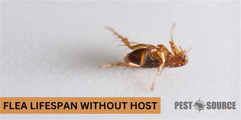 flea lifespan without host.